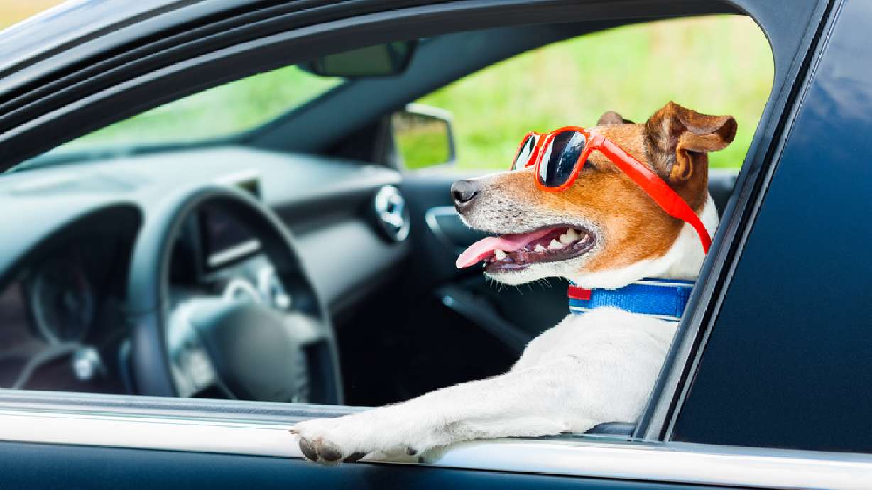 5 of the best cars for your furry friends