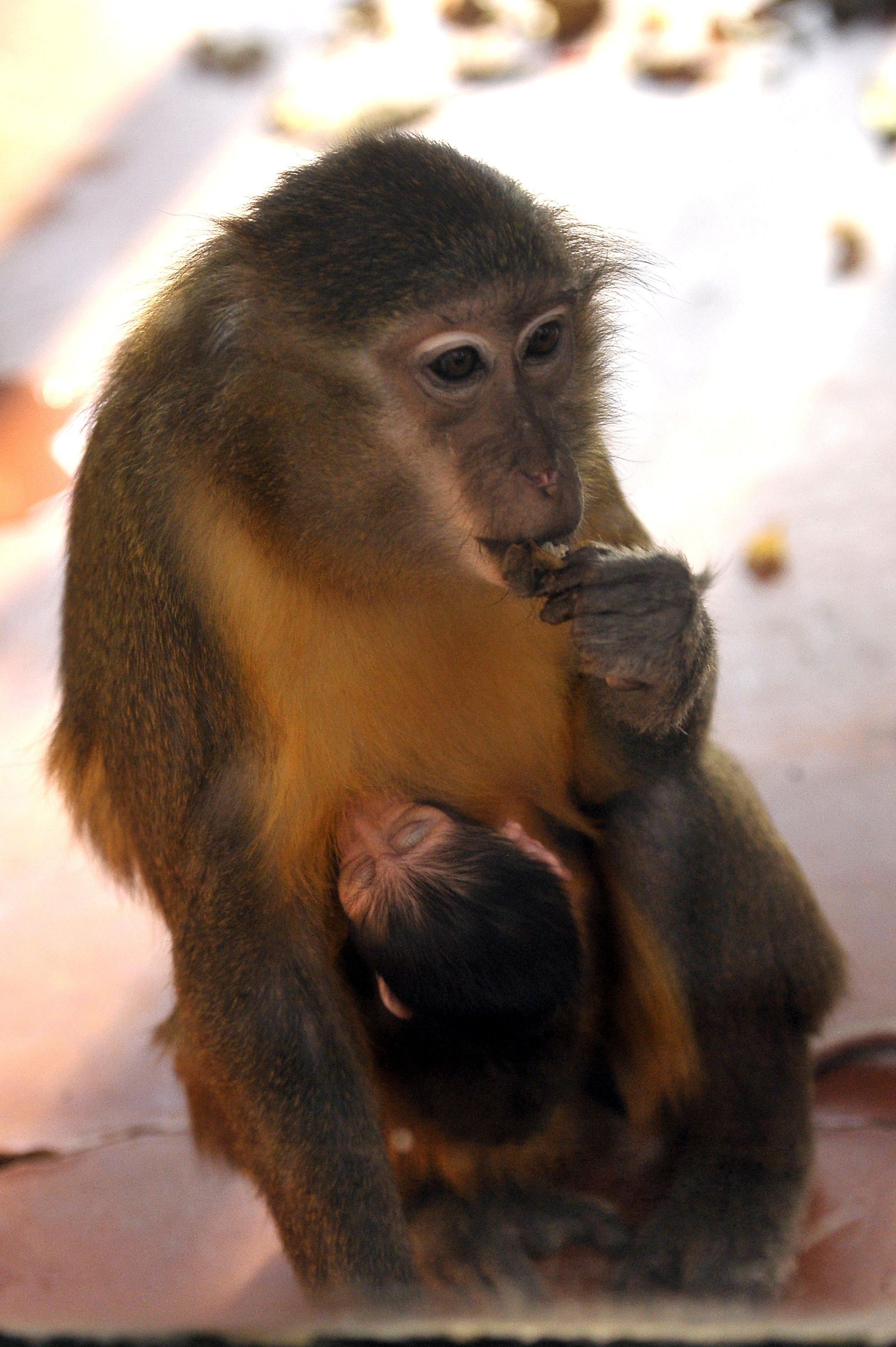Rare golden-bellied mangabey monkey born at Budapest Zoo