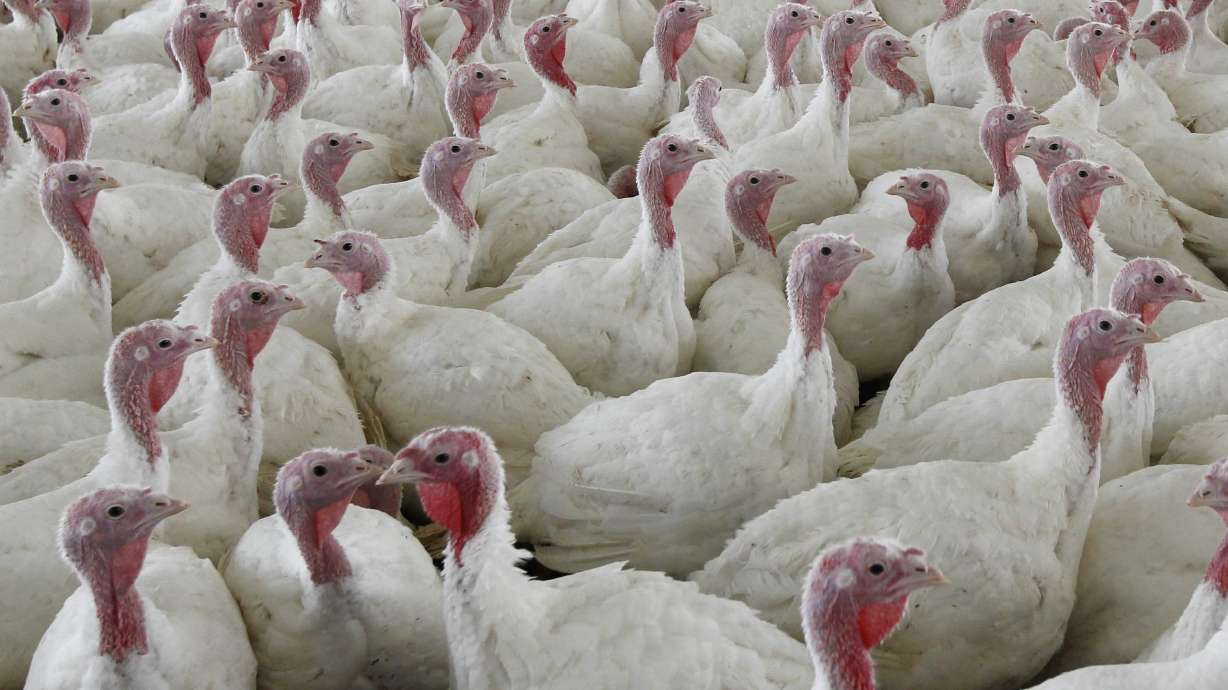 Why a salmonella outbreak shouldn't ruin your Thanksgiving