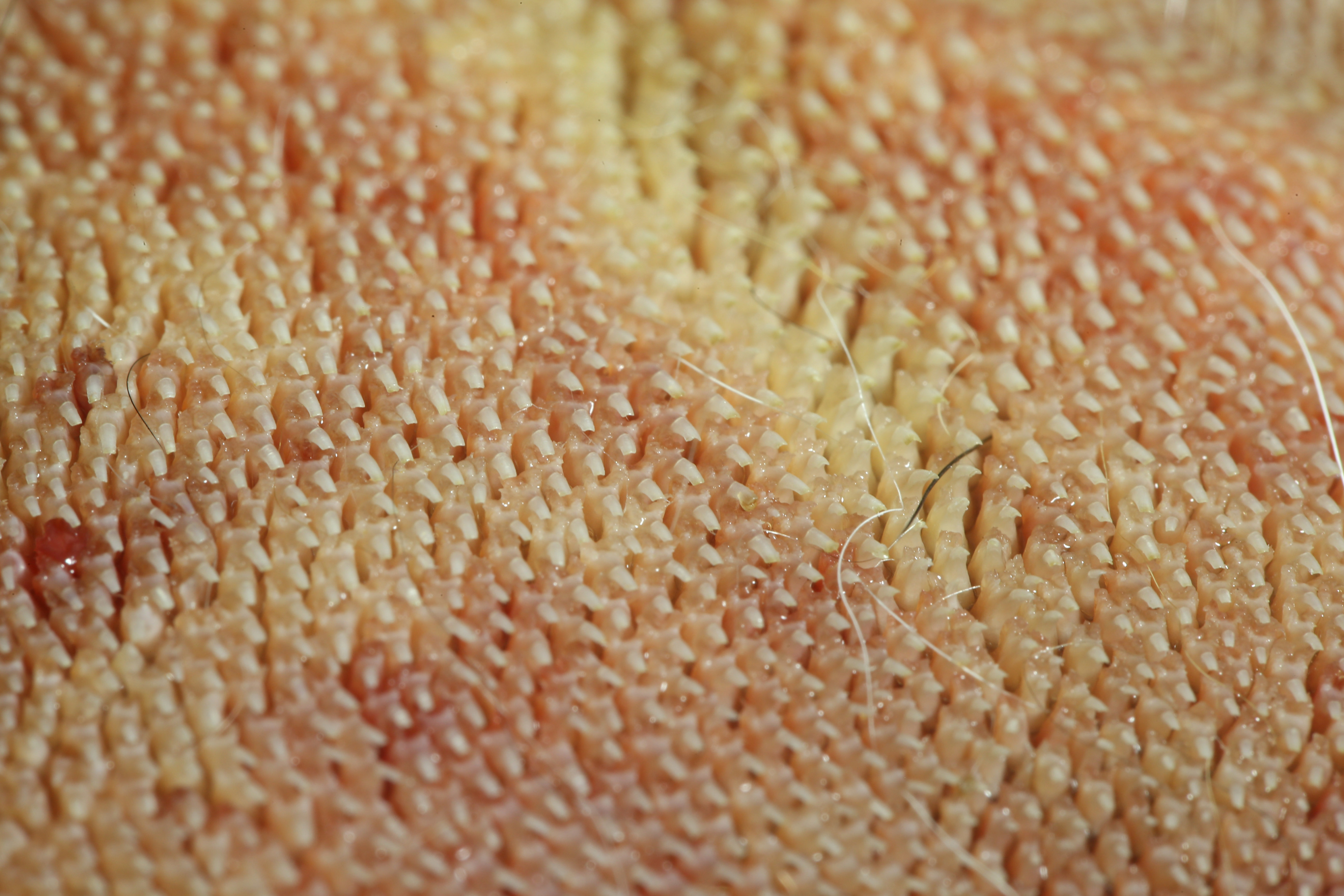 The scoop on how your cat's sandpapery tongue deep cleans