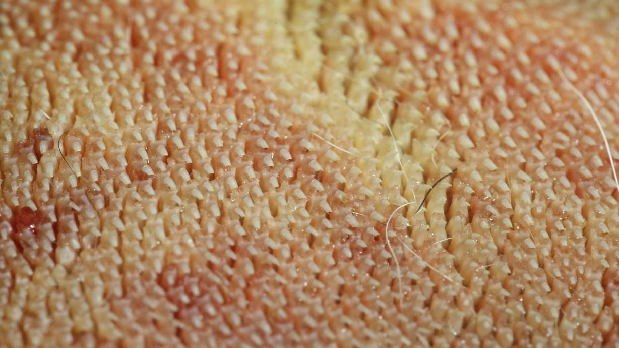 The scoop on how your cat's sandpapery tongue deep cleans