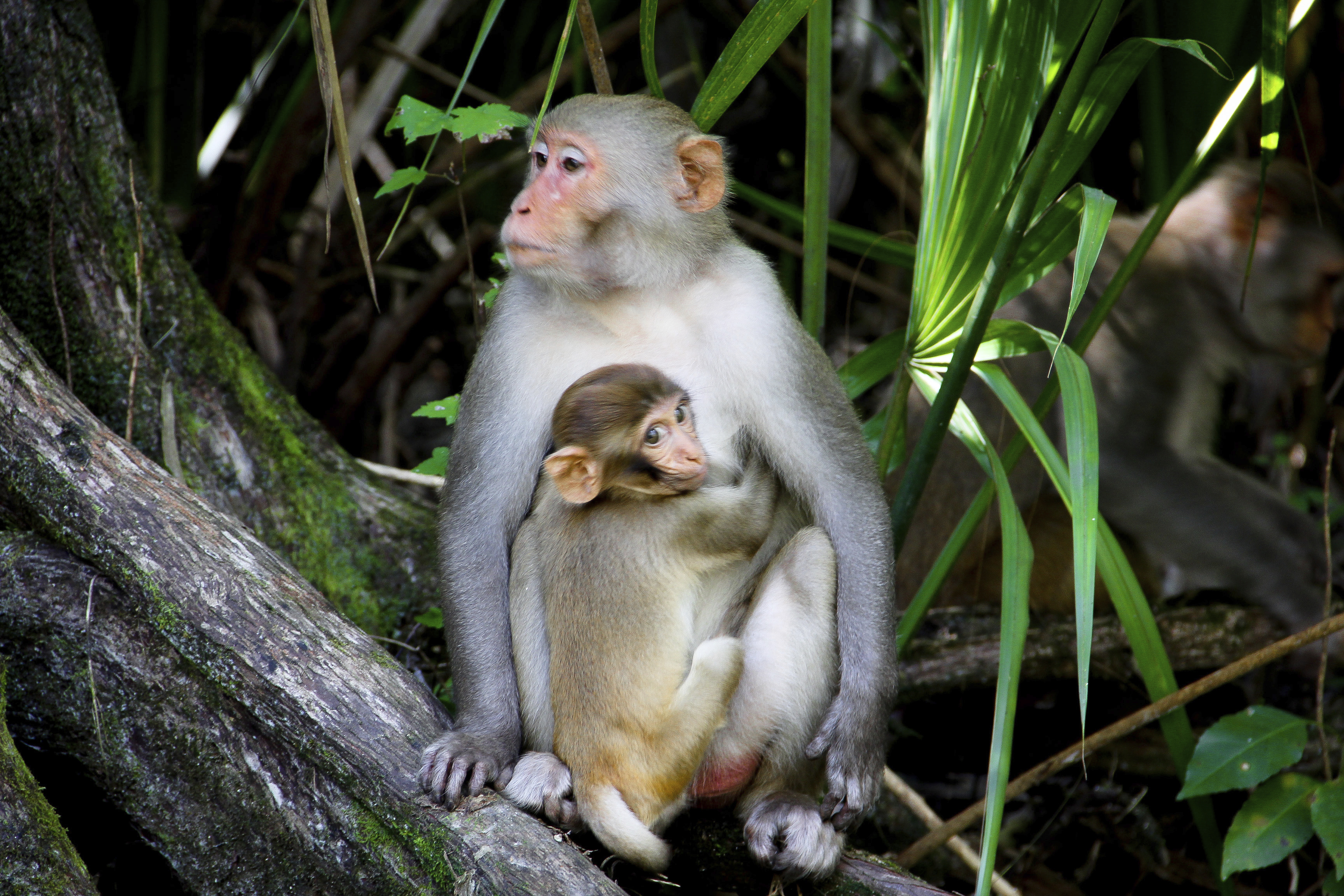 Study predicts monkey population boom in Florida park