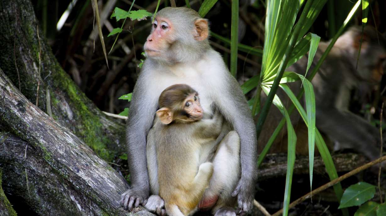 Study predicts monkey population boom in Florida park