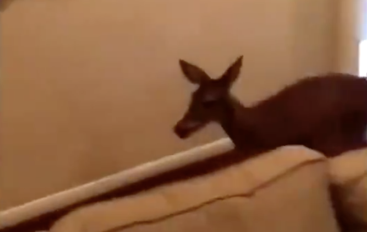 Have You Seen This? Deer escapes with 'warning' after breaking into home
