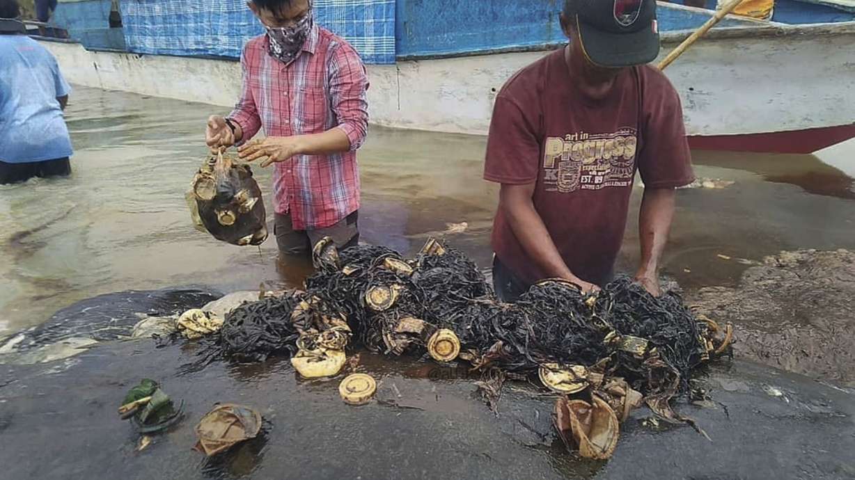 Dead whale had 115 plastic cups, 2 flip-flops in its stomach