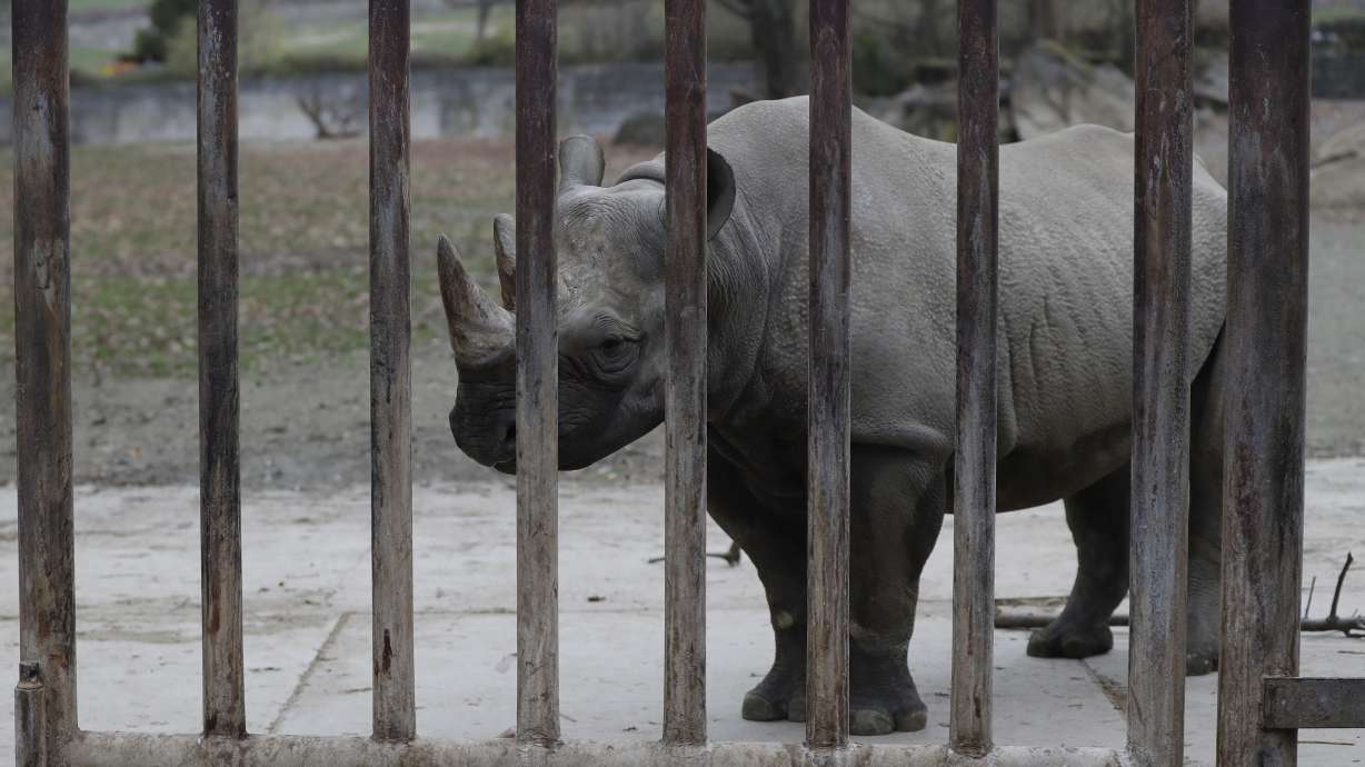 European zoos to send critically endangered rhinos to Rwanda