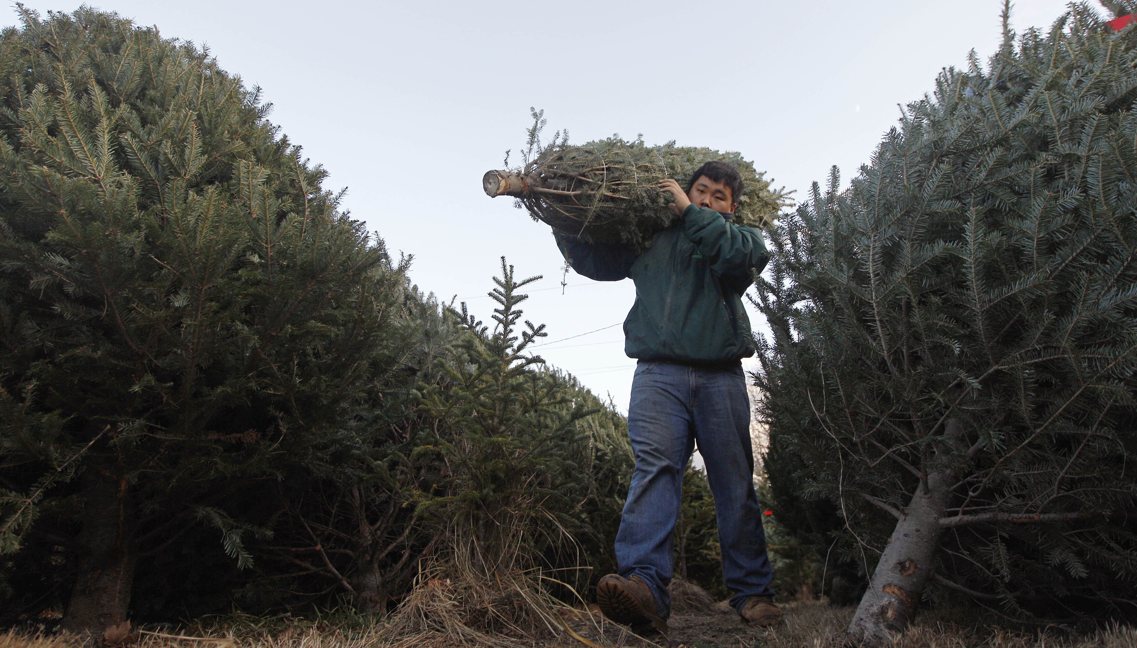 Correction: Christmas Tree Supply story
