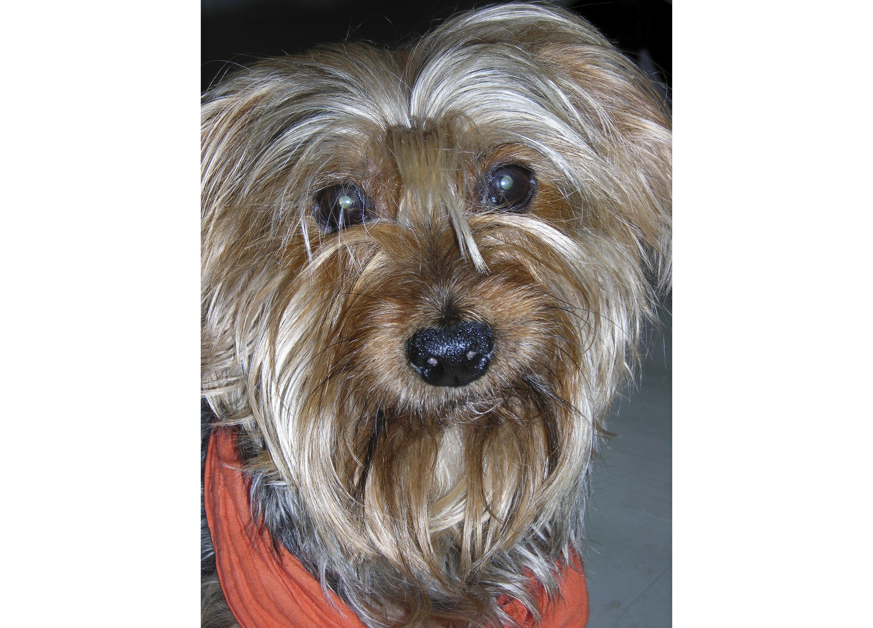 19-year-old Yorkshire Terrier retires from 'The Nutcracker'