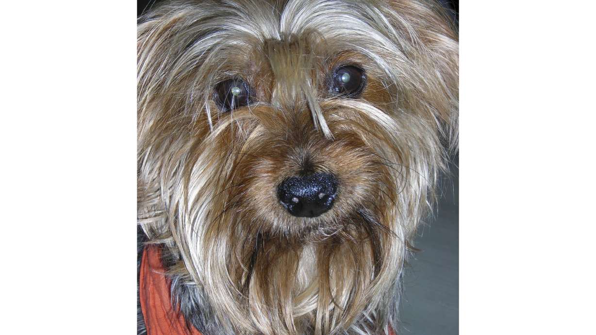 19-year-old Yorkshire Terrier retires from 'The Nutcracker'