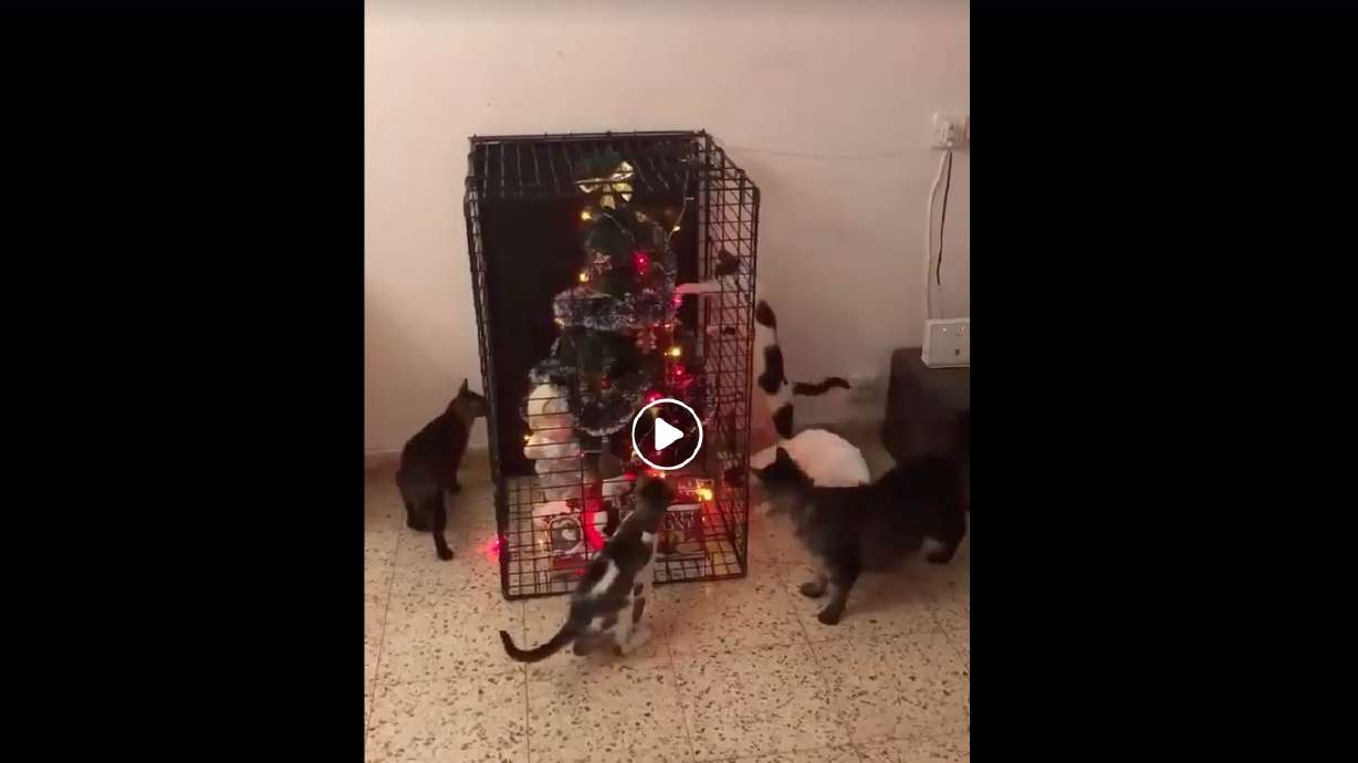 Have You Seen This? How to Christmas with cats