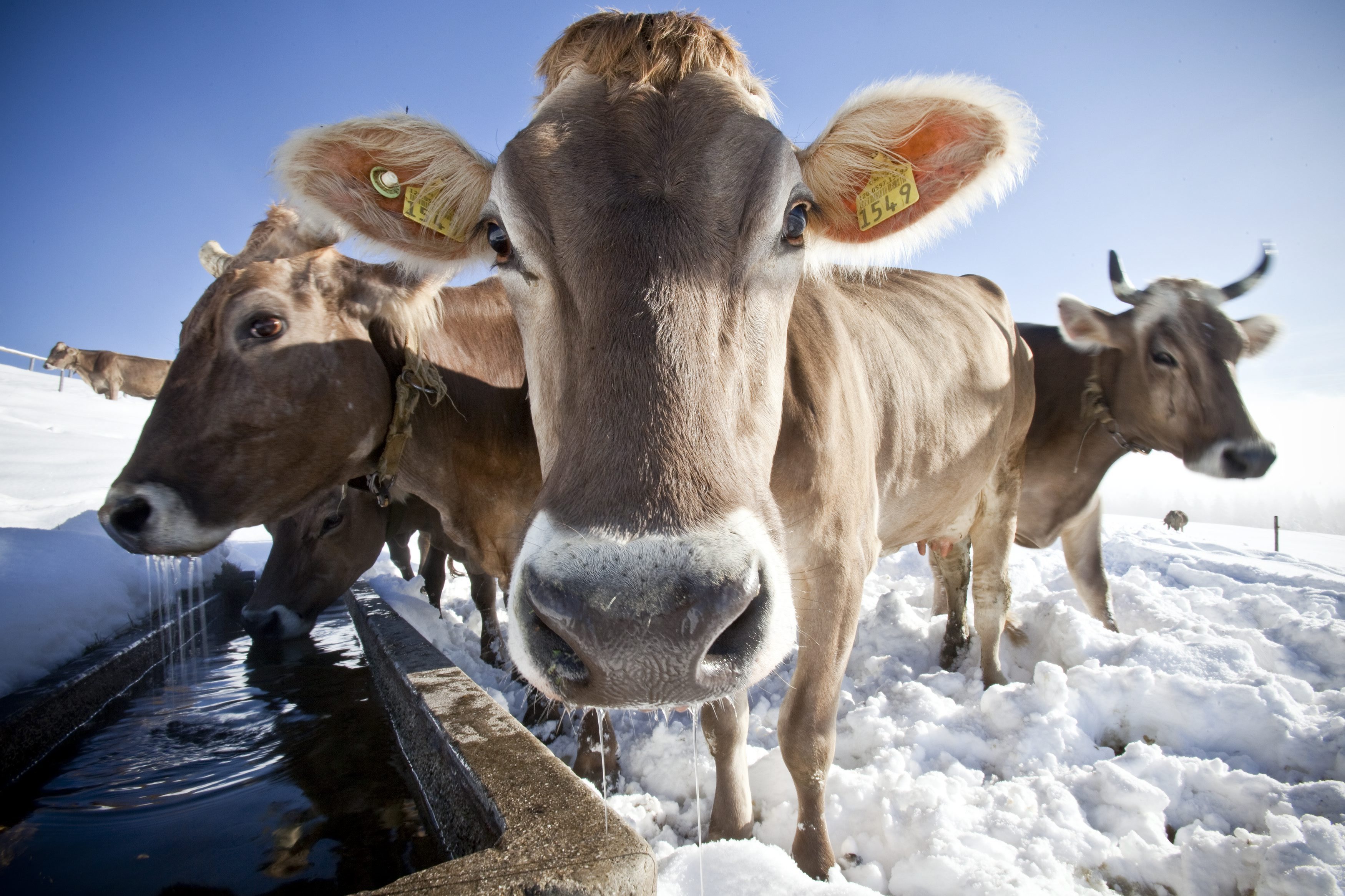 In latest quirky Swiss poll, voters asked to save cow horns