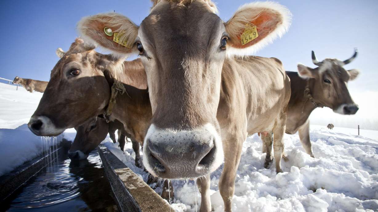 In latest quirky Swiss poll, voters asked to save cow horns