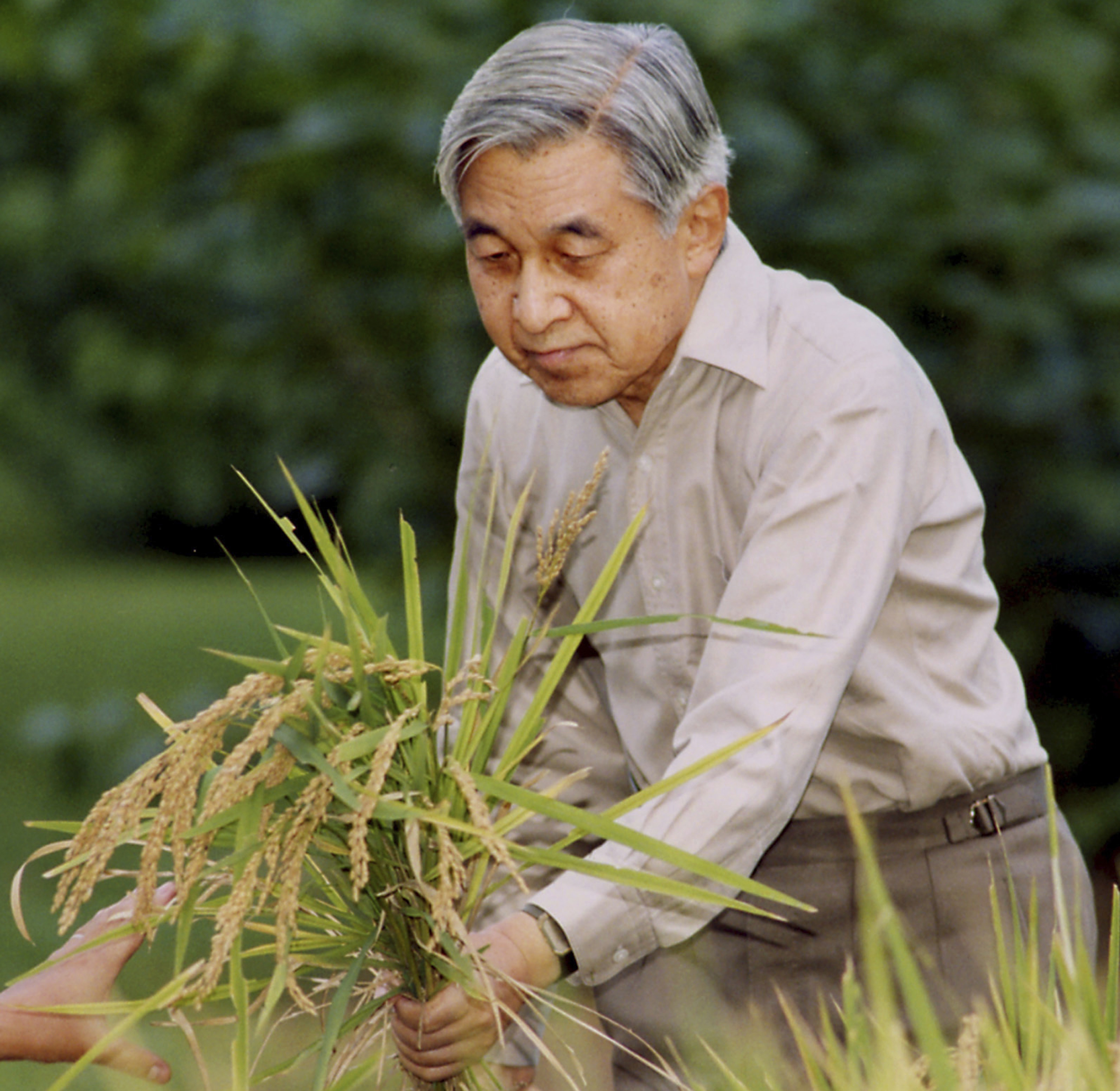 Japan Emperor performs last harvest ritual before abdication
