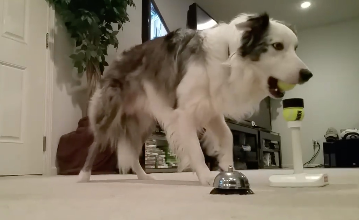 Have You Seen This? Border collie has more skills than you
