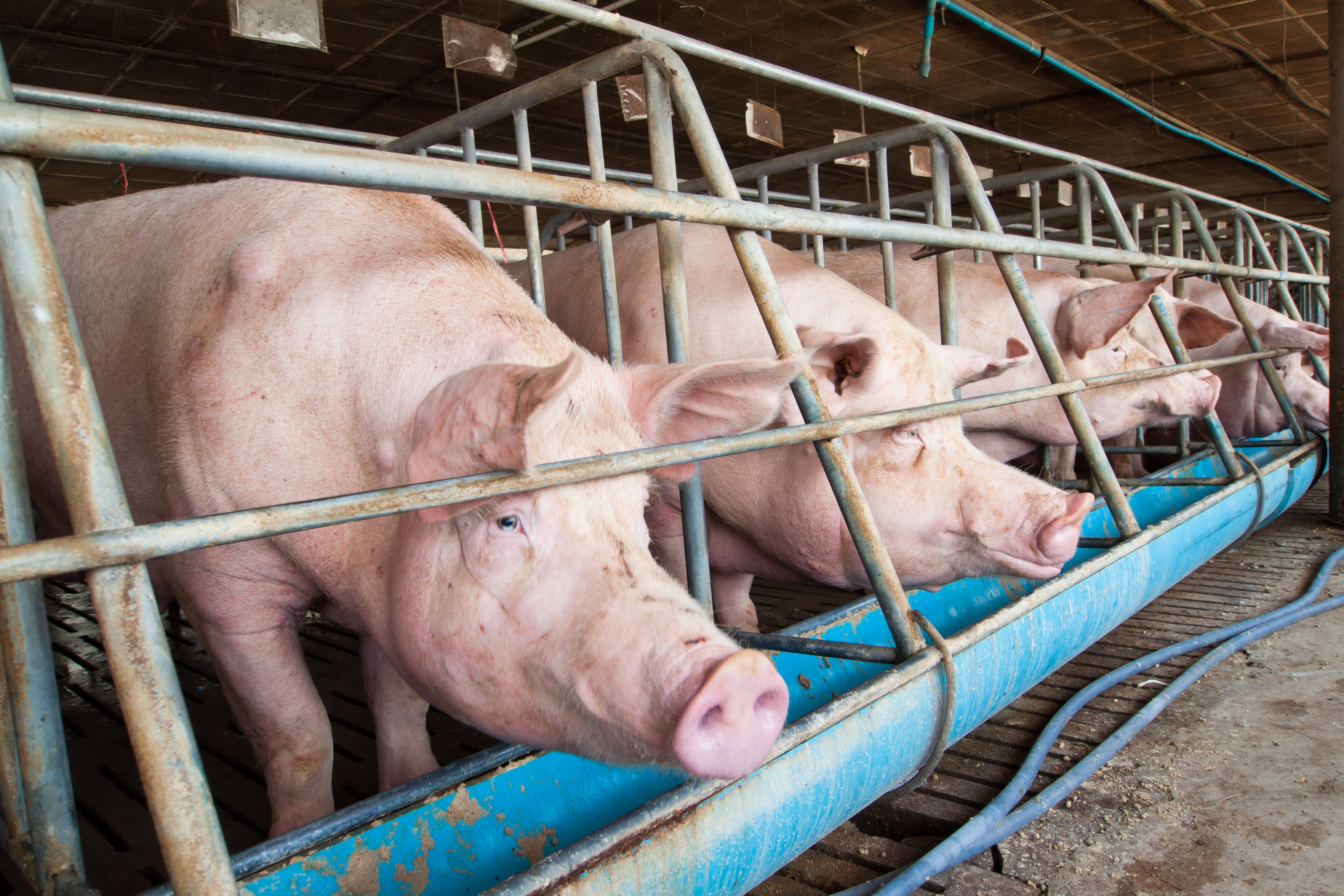 From pig poo to power for you: New joint venture will convert methane into renewable energy