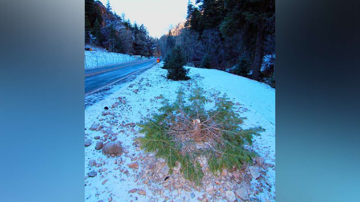 Don't cut down trees for Christmas at Timpanogos Cave National Monument, park officials plead
