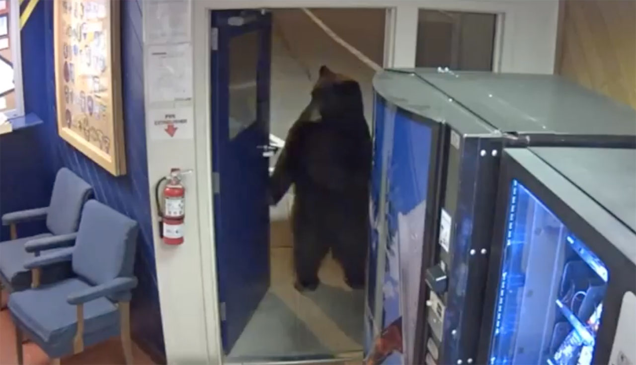 Have You Seen This? Bear strolls into highway patrol facility