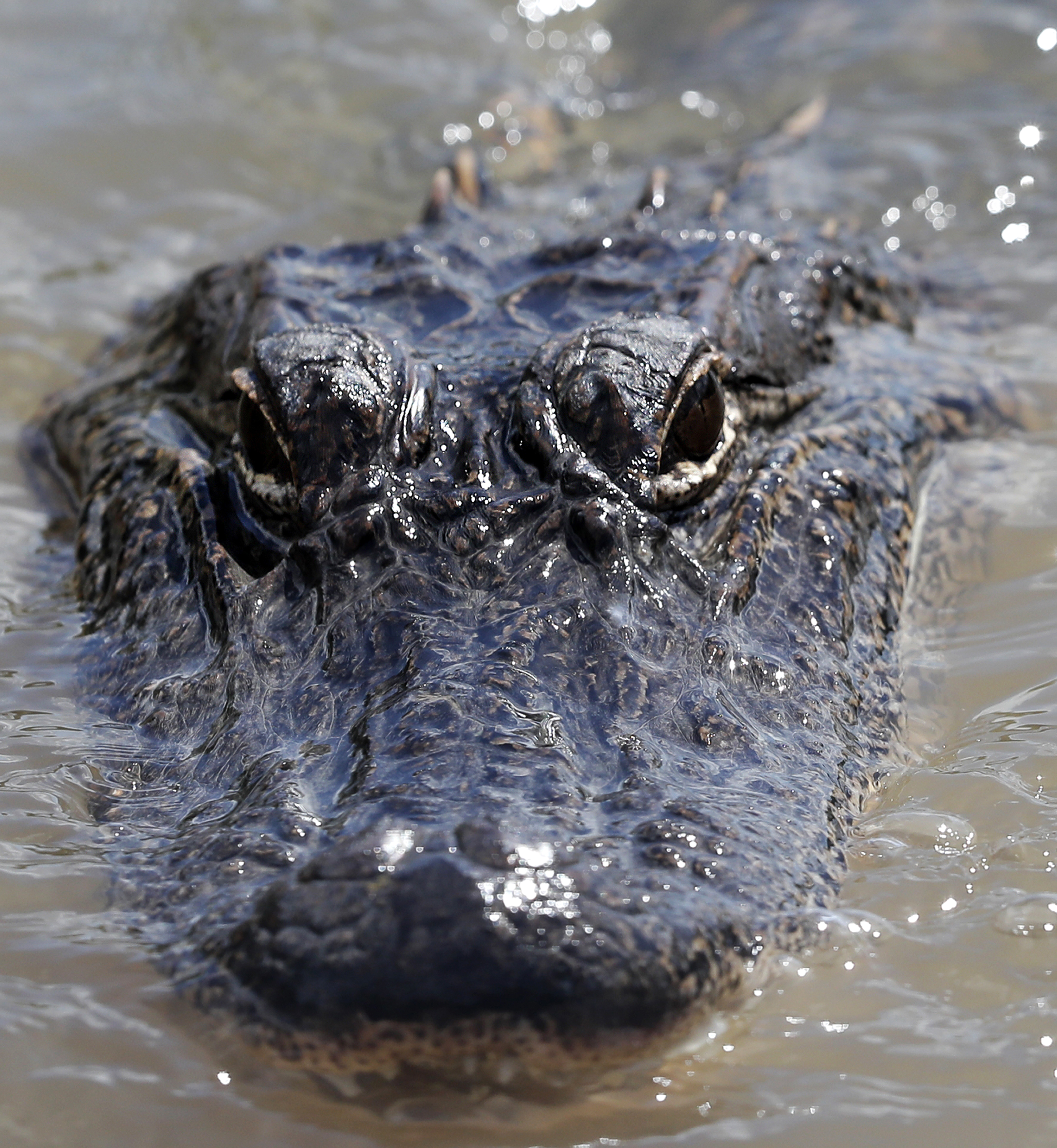 Low prices make for slow alligator season in Louisiana