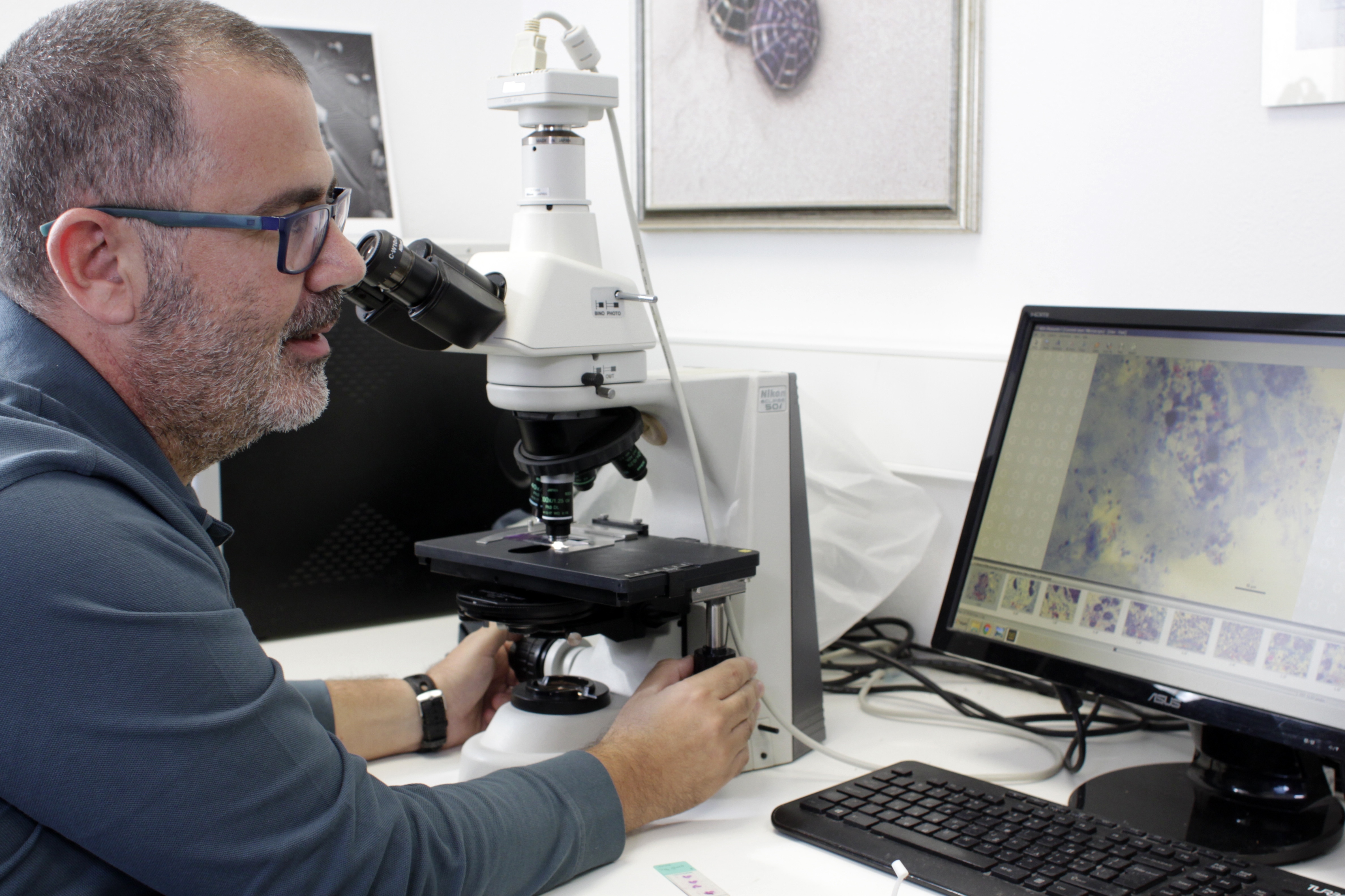 New parasite decimates giant clam species in Mediterranean