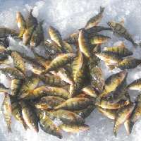 Early season prep to ready you for winter ice fishing
