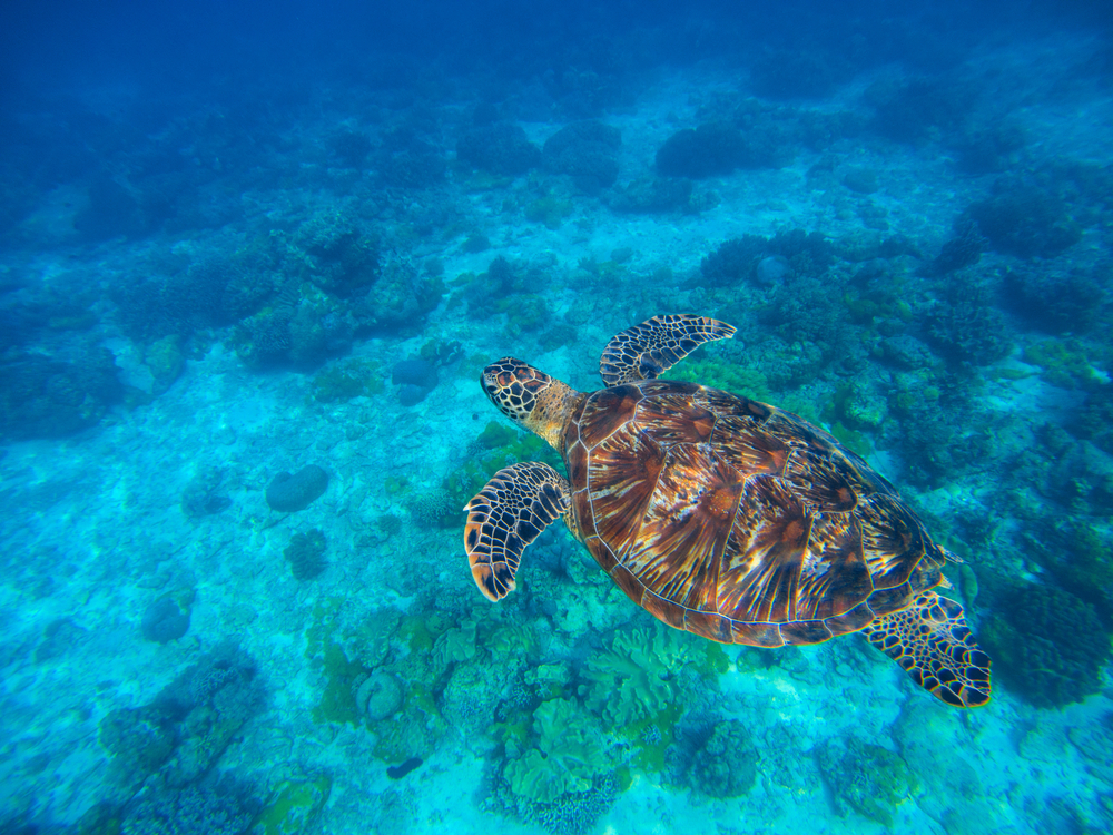 Microplastics found in gut of every sea turtle in new study