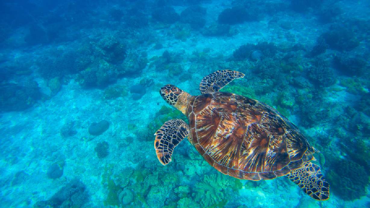 Microplastics found in gut of every sea turtle in new study
