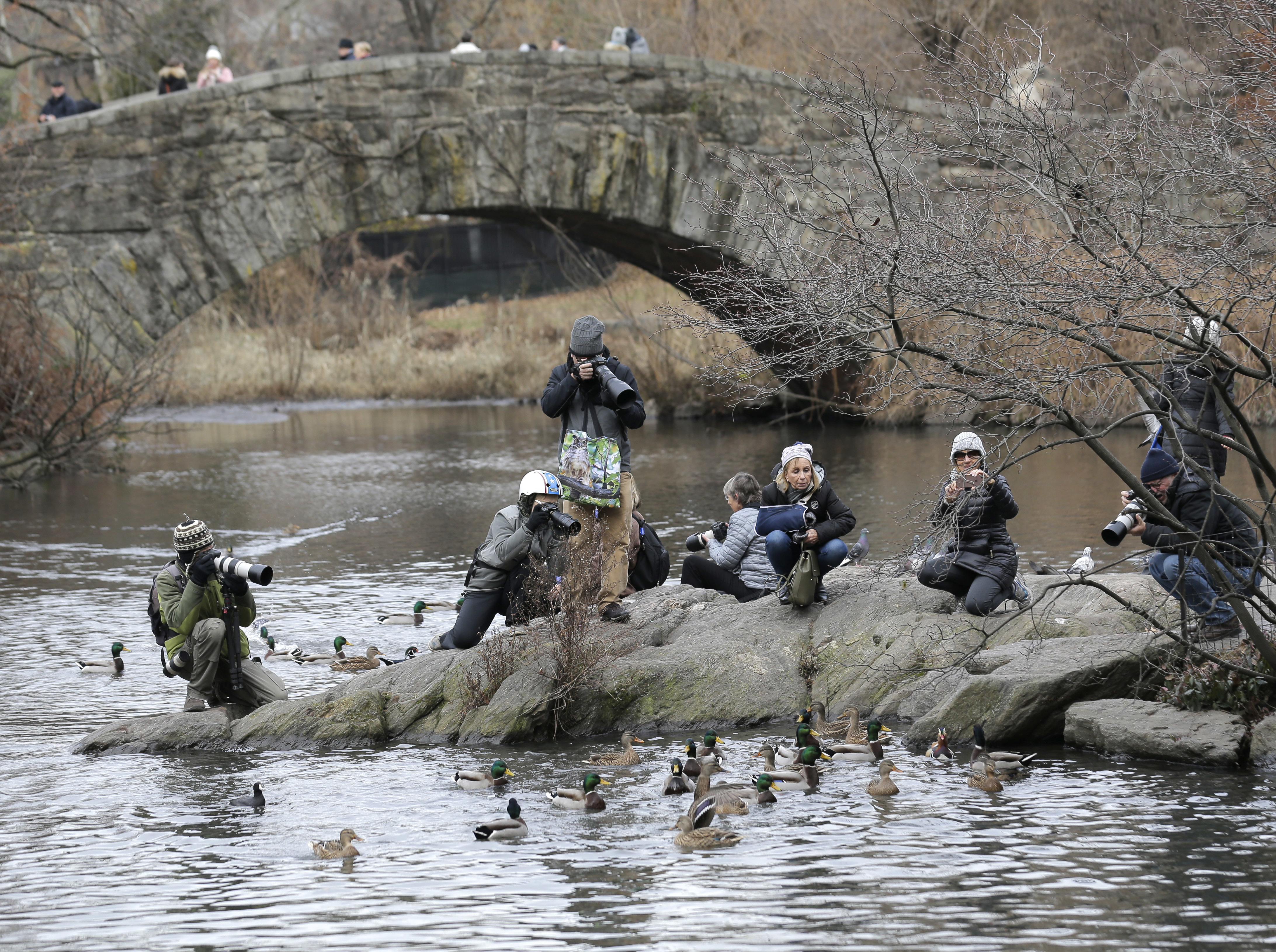 Quackarazzi: Mandarin duck holds NYC in its spell