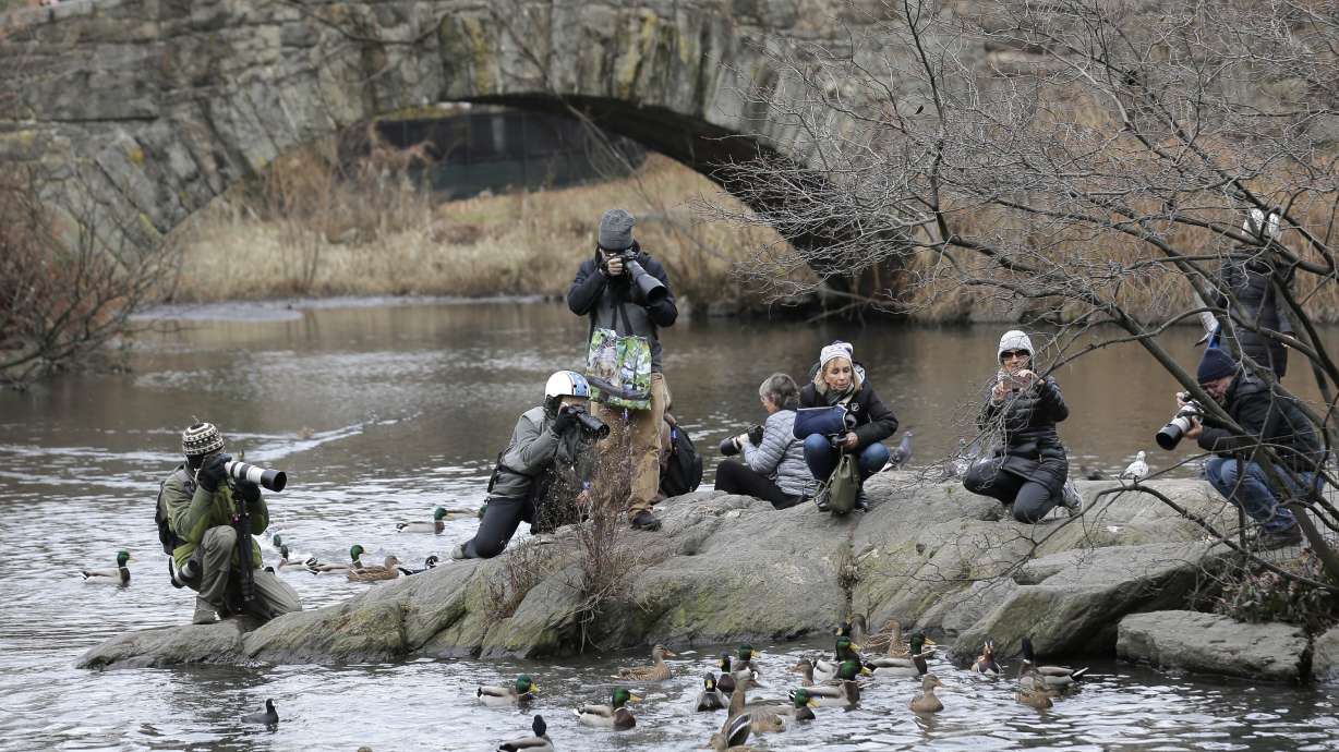 Quackarazzi: Mandarin duck holds NYC in its spell