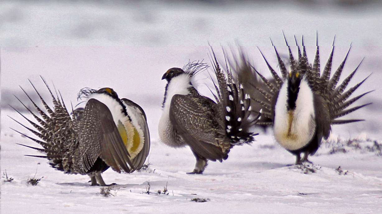The Latest: Nevada Democratic Sen. critical of grouse plan