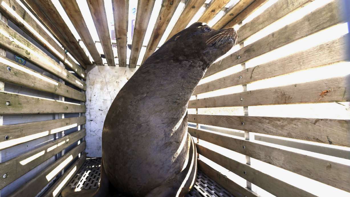 Senate passes bill making it easier to kill sea lions on Pacific Northwest river