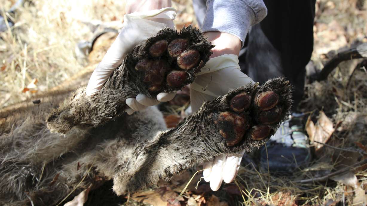 Mountain lion dies after surviving California wildfire