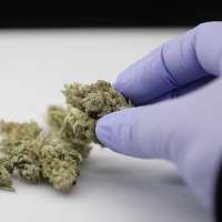 AG's office responds to court petition seeking referendum on medical marijuana compromise bill