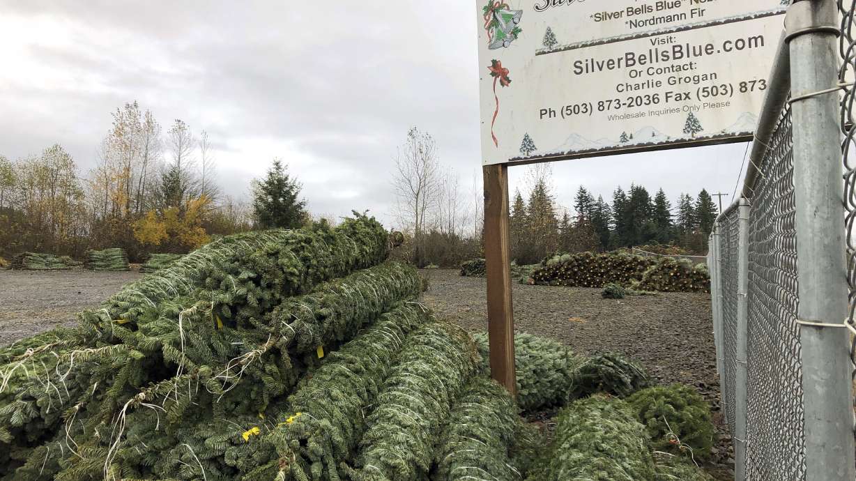 Christmas tree farmers aim to boost sales via social media