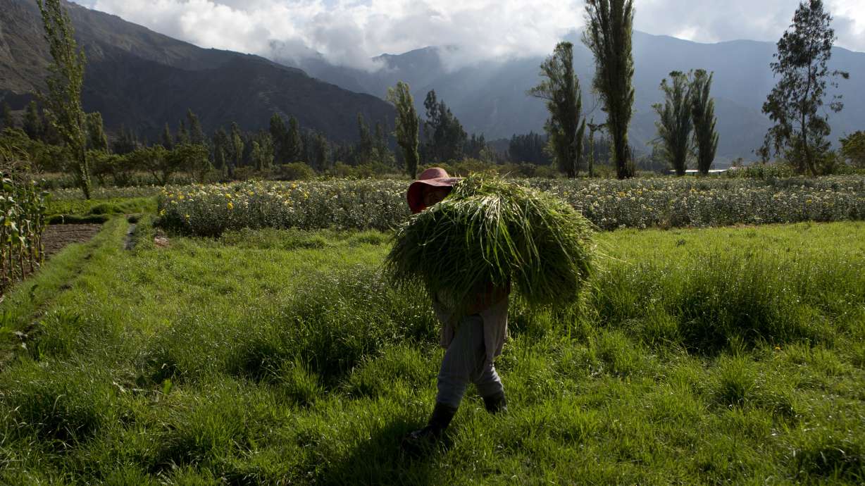 Water from sewage rivers used to grow vegetables in Bolivia