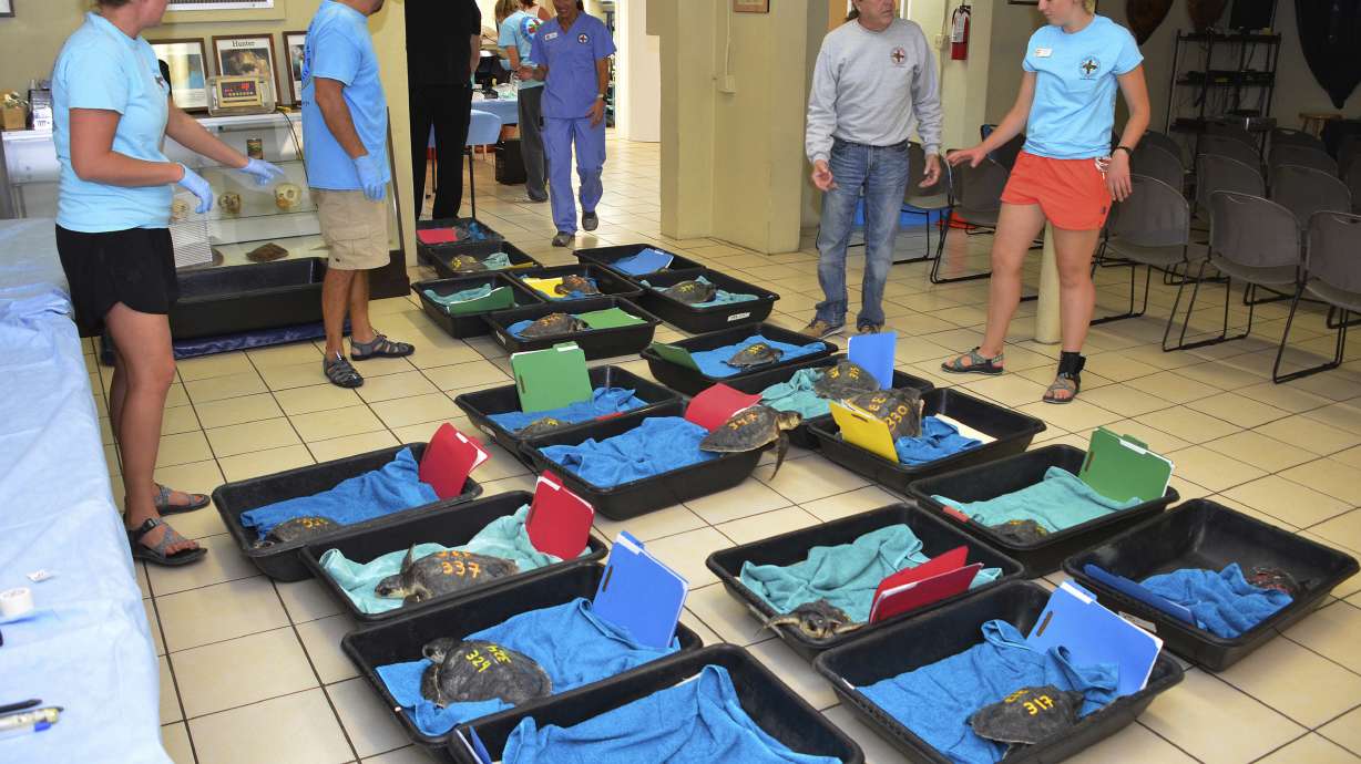 Cold-stunned turtles flown from New England to Florida Keys