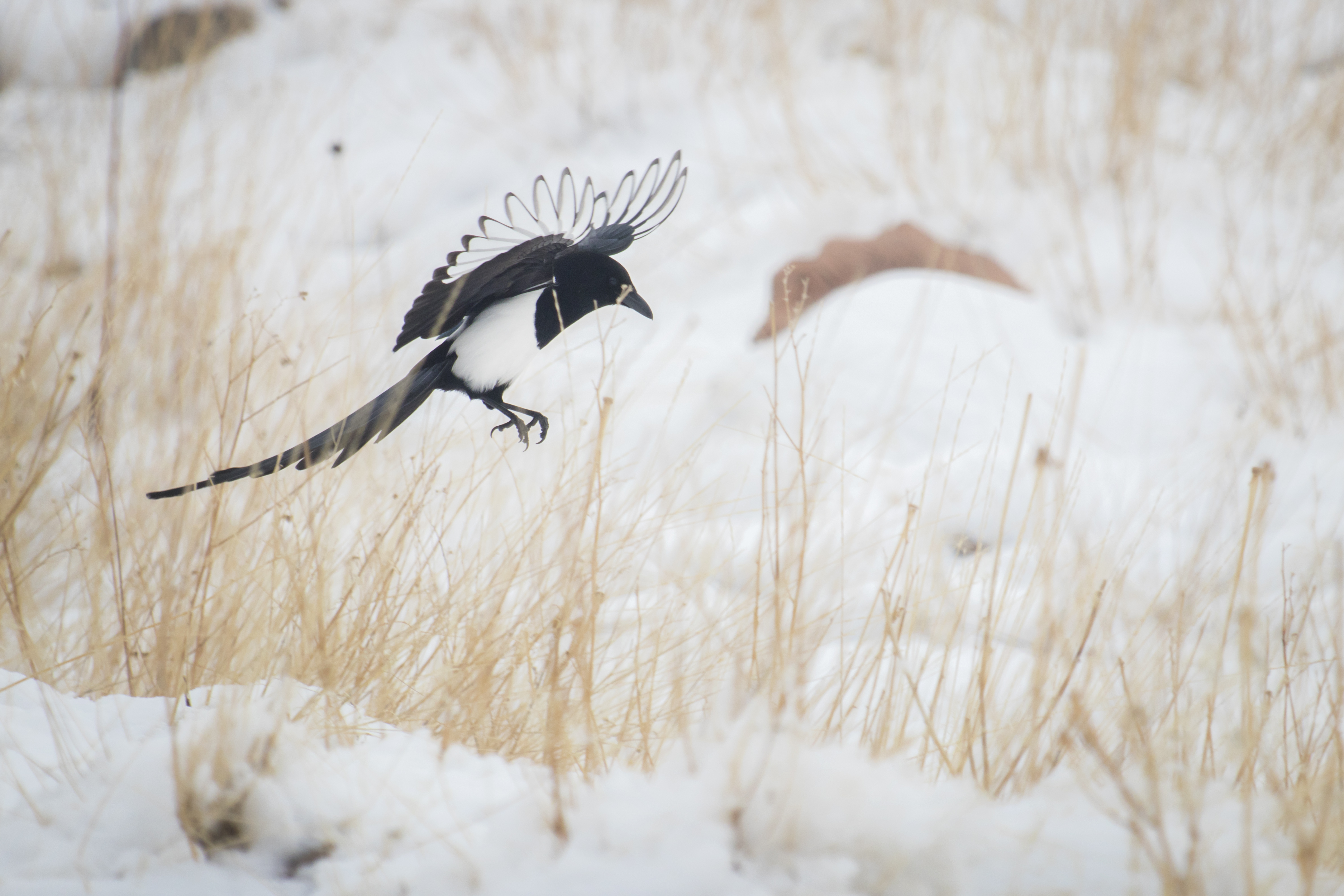 Pics of the Week: Winter scenes across Utah