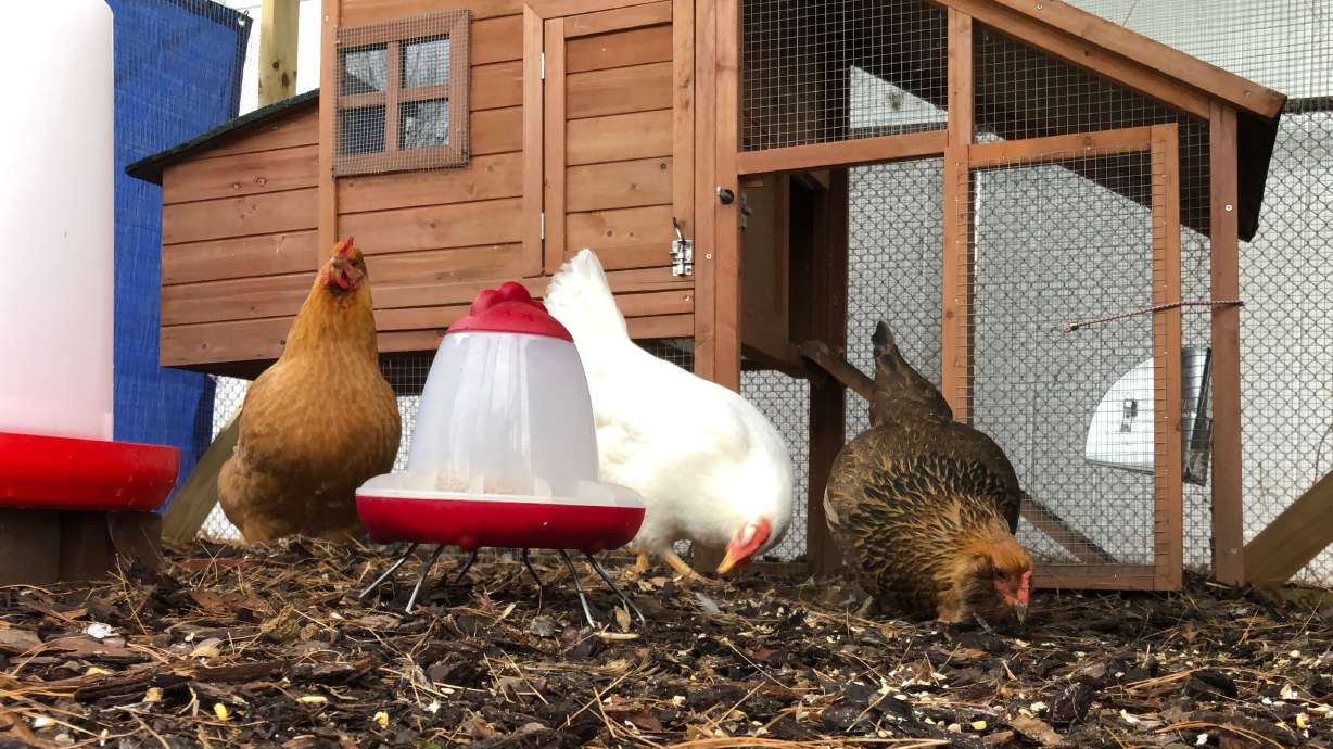 Ta-ta 2018, keep your chicken coops and, yes, the Floss
