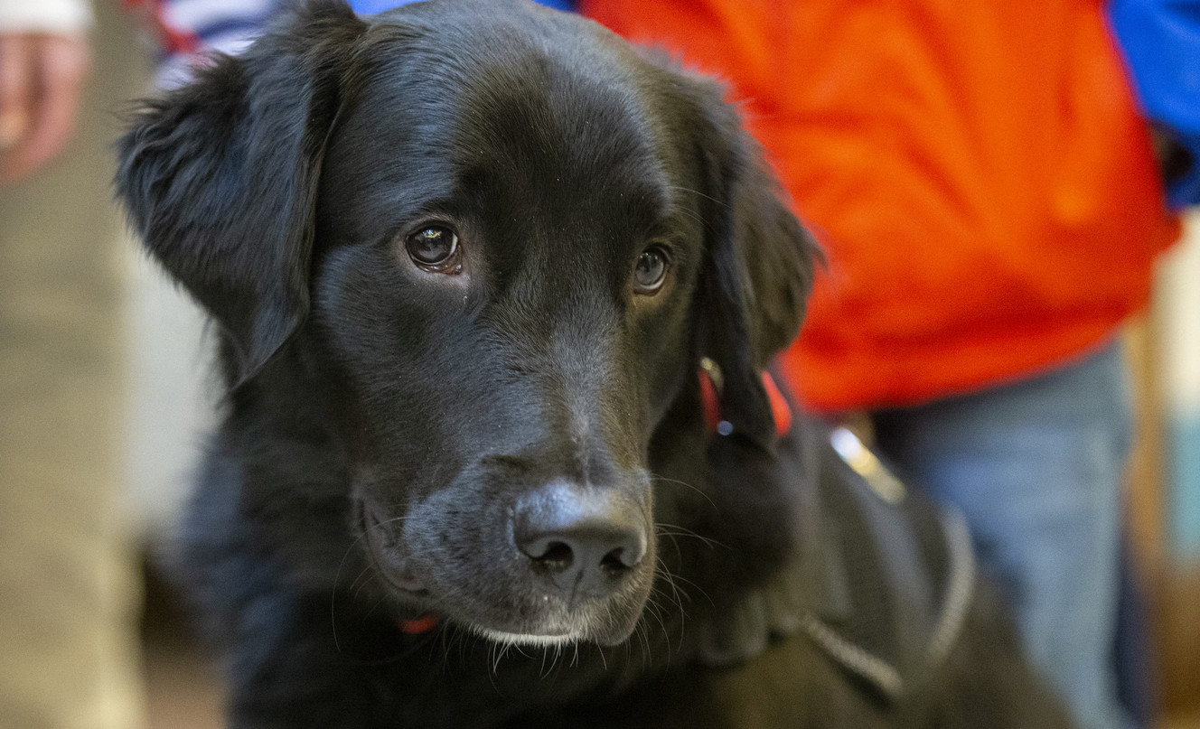 Service dog Nick looks around the area as Army veteran Daniel Seelye and his family attend an event where Seelye is officially given a service dog at Fashion Place Mall in Murray on Wednesday, Dec. 19, 2018. (Photo: Scott G Winterton, KSL)