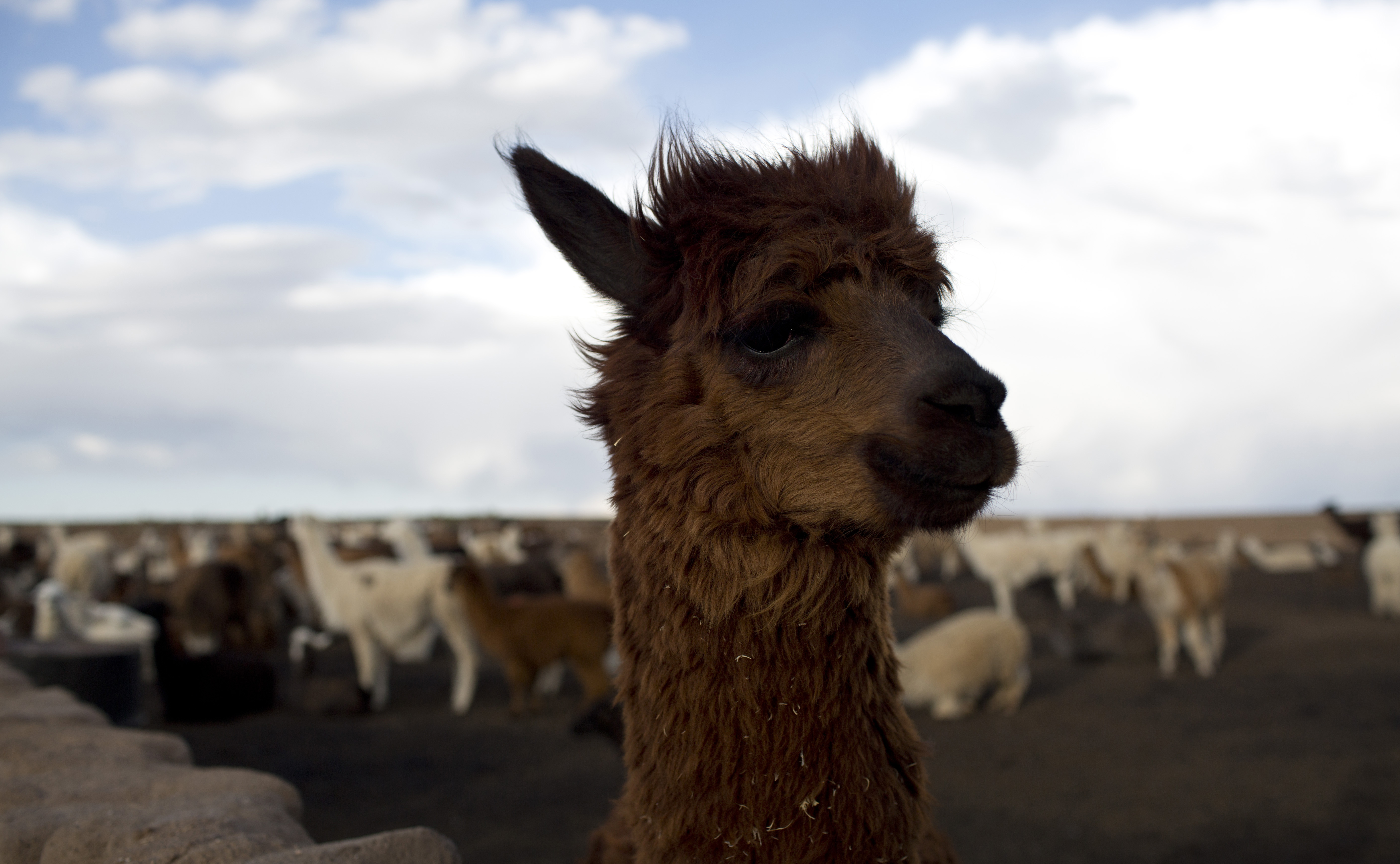 Llamas help Andes peoples survive, but youths are leaving