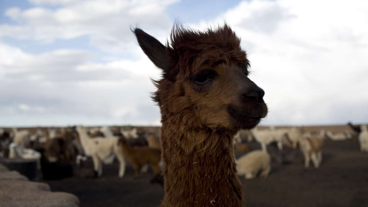 Llamas help Andes peoples survive, but youths are leaving