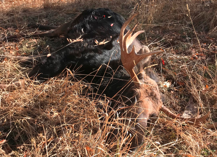 Wildlife officials seek help with bull moose, elk poaching cases