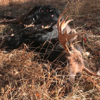 Wildlife officials seek help with bull moose, elk poaching cases