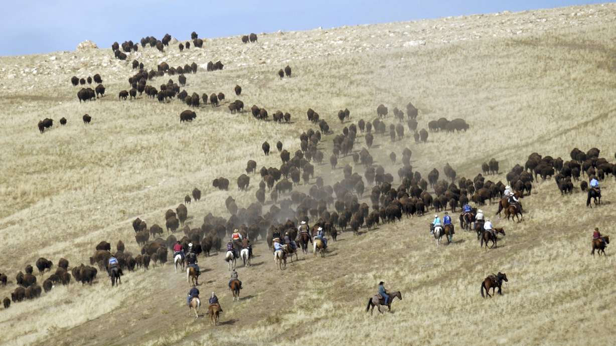 Antelope Island bison roundup conjures bygone days of US West