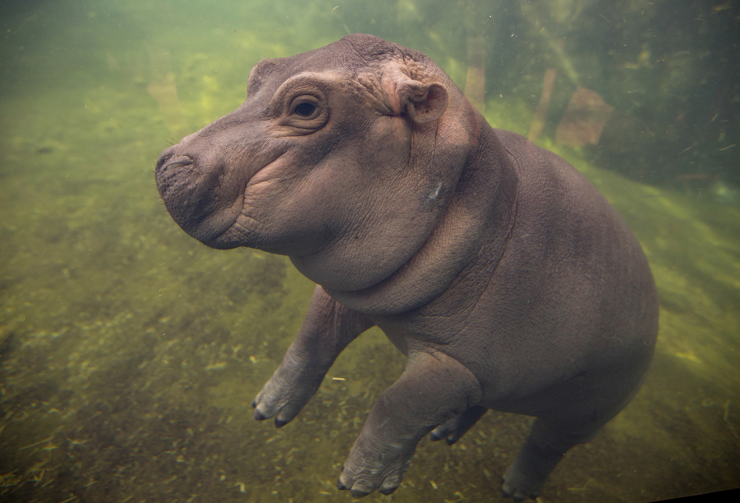 Cincinnati Zoo's premature hippo Fiona hits big milestone