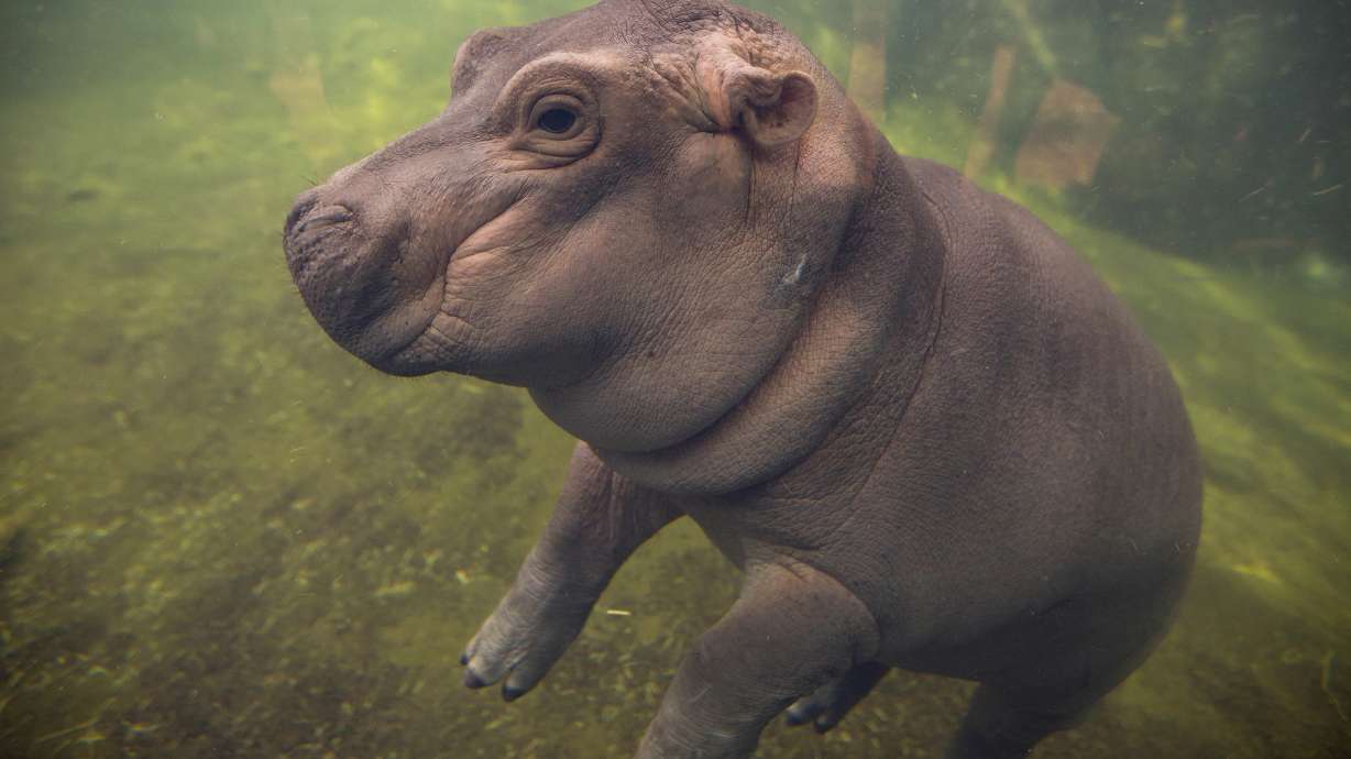 Cincinnati Zoo's premature hippo Fiona hits big milestone