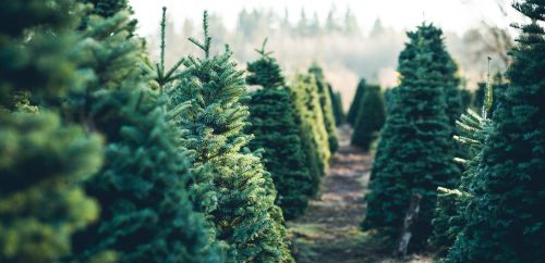 Where To Recycle Your Christmas Tree After The Holidays Ksl Com