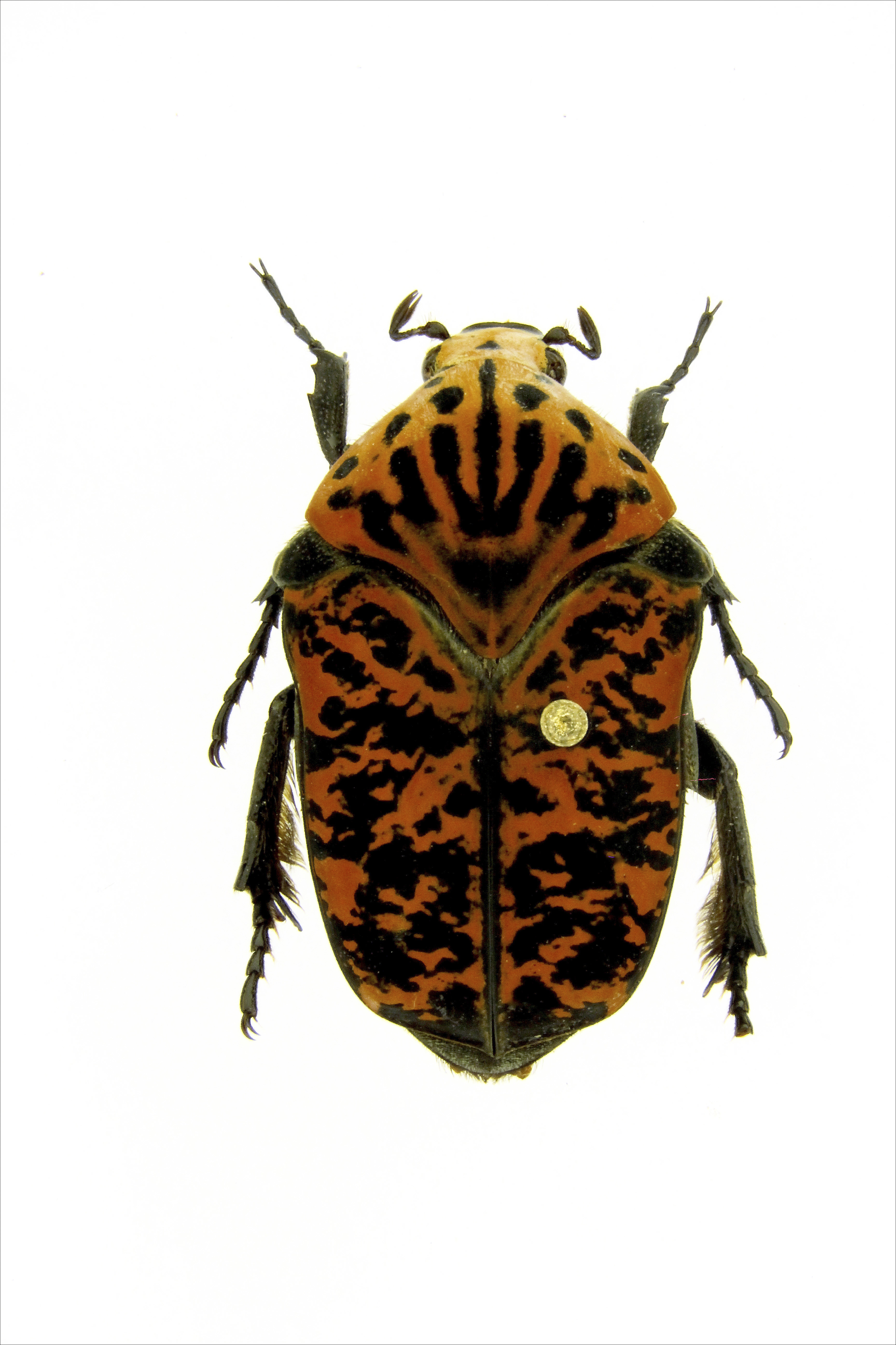 Professor names beetle species after 'Game of Thrones'