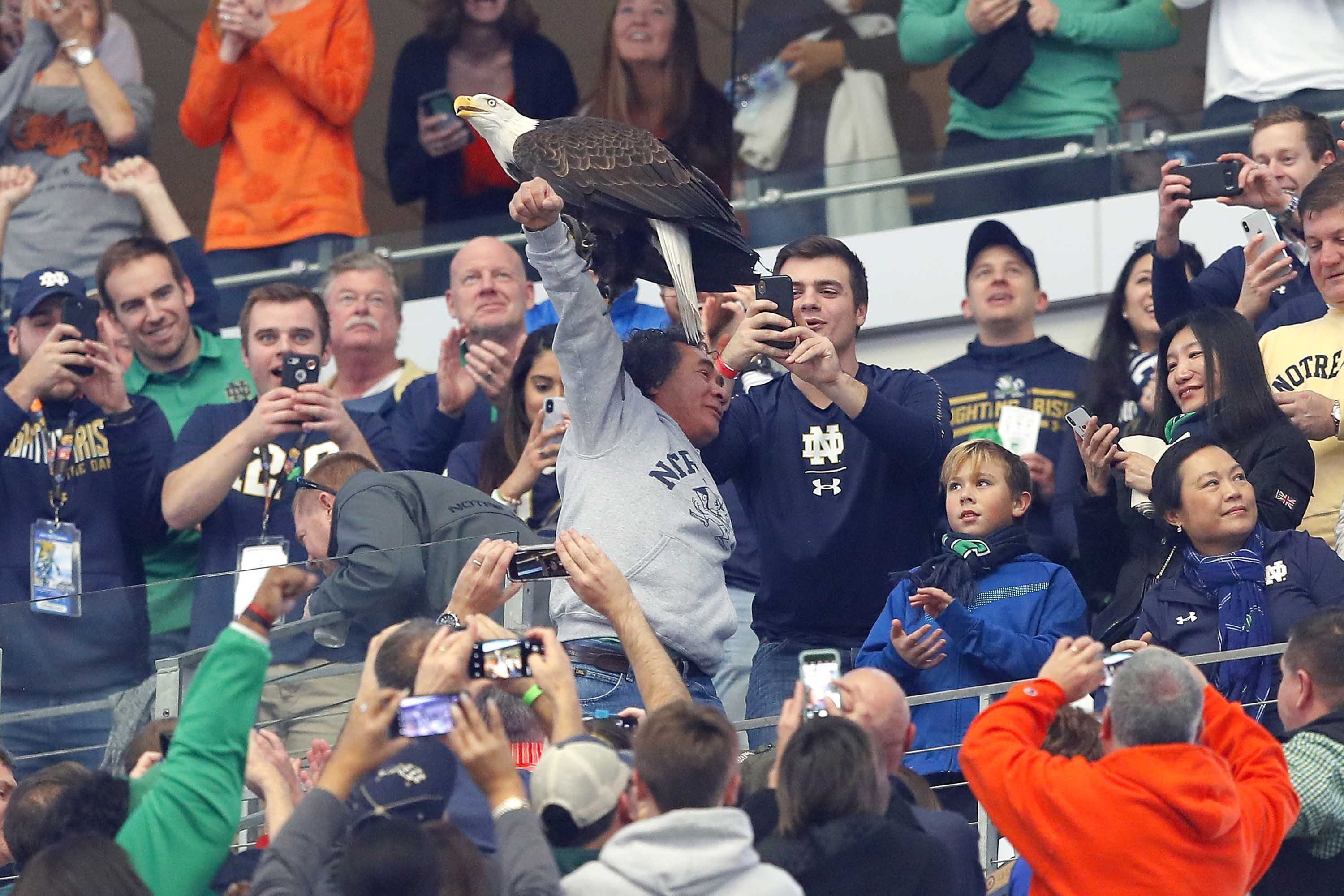 A bald eagle got confused during the National Anthem and landed on fans at the Cotton Bowl