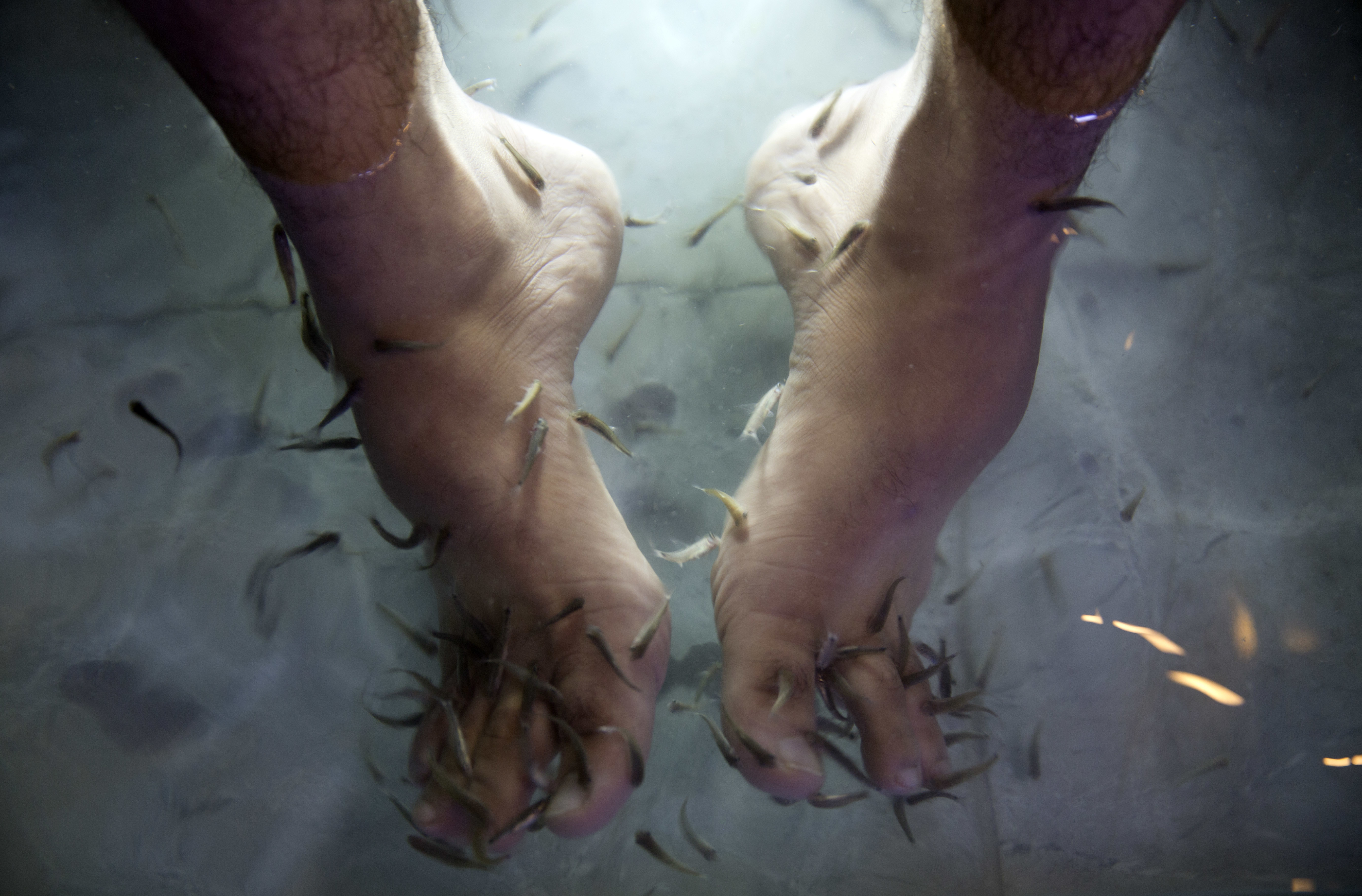 Gaza cafe owner offers fish pedicures to improve business