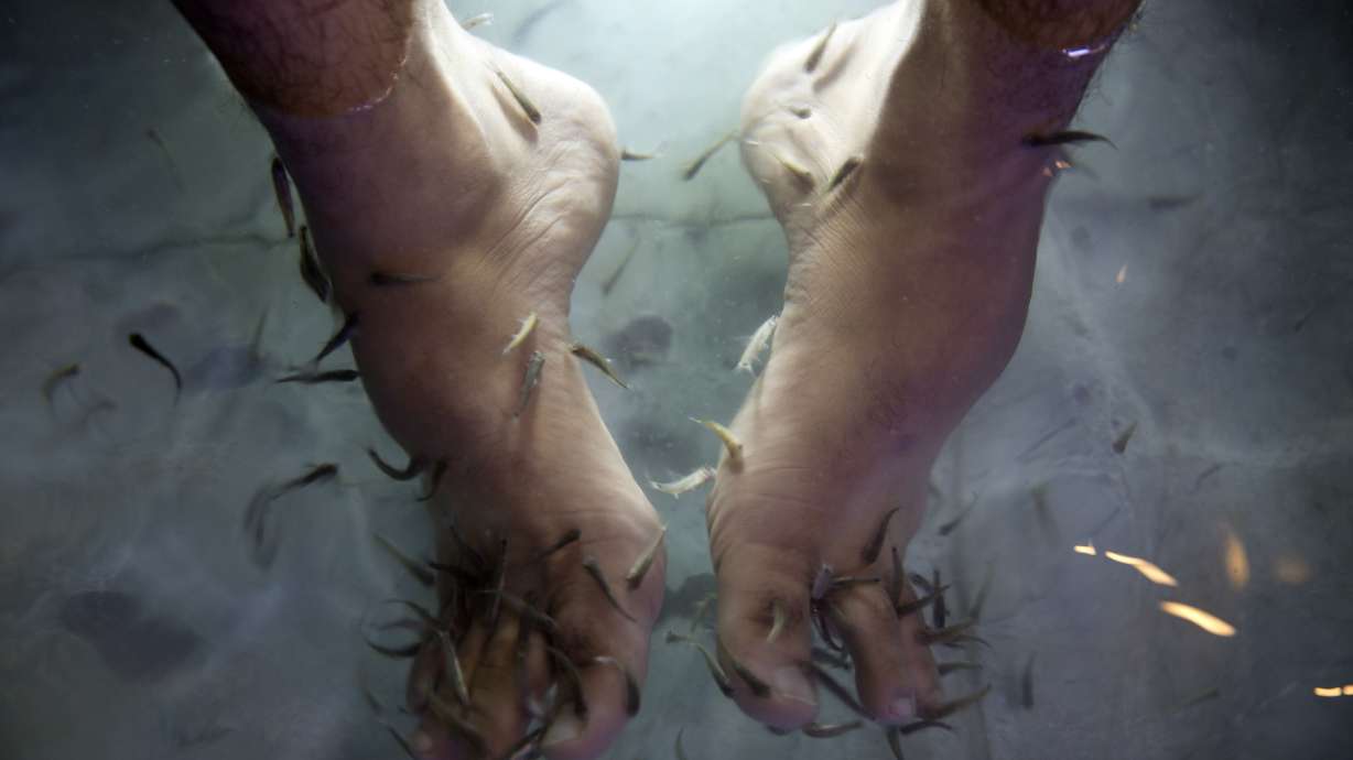 Gaza cafe owner offers fish pedicures to improve business
